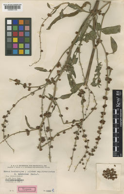 Kew Gardens K000831330:  Rechinger, K.H.,, Rechinger, F.; Aellen, P.; Esfandiari, E. [5622] Iran