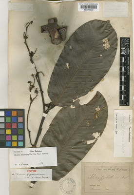 Kew Gardens K000700645:  s.coll. [s.n.] Indonesia