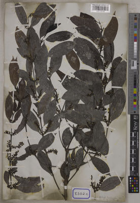 Kew Gardens K001125189:  s.coll. [Cat. no. 8302] Malaysia