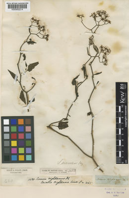 Kew Gardens K000852214:  Wight, R. [1480]