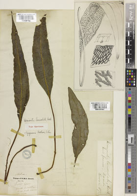 Kew Gardens K001057883:  Beccari, O. [s.n.] Papua New Guinea