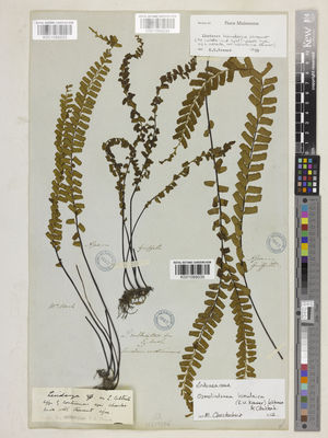 Kew Gardens K001089035:  Griffith, W. [s.n.] India