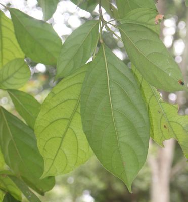 Baccaurea racemosa (Reinw.) Müll.Arg. | Plants of the World Online ...