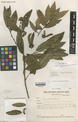 Kew Gardens K000671286:  s.coll. [BRUN 3354] Brunei