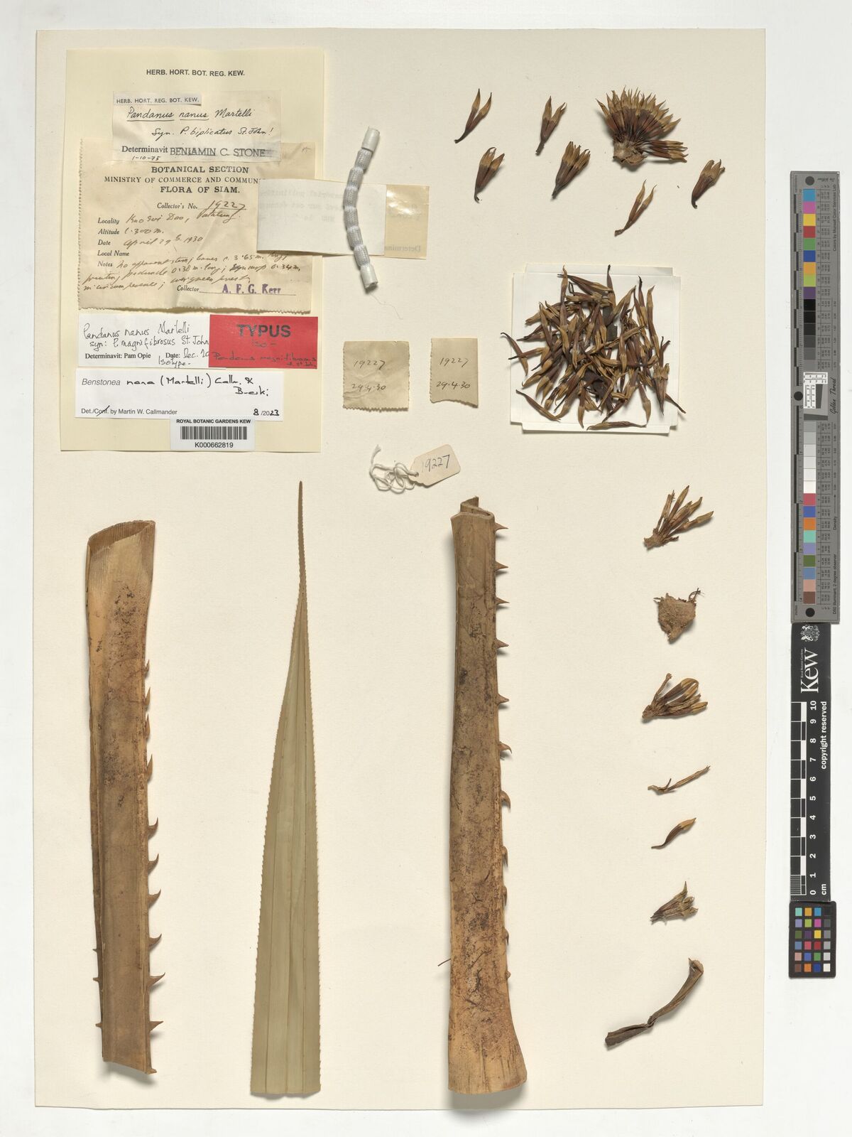 Kew Gardens K000662819:  Kerr, A.F.G. [19227] Thailand