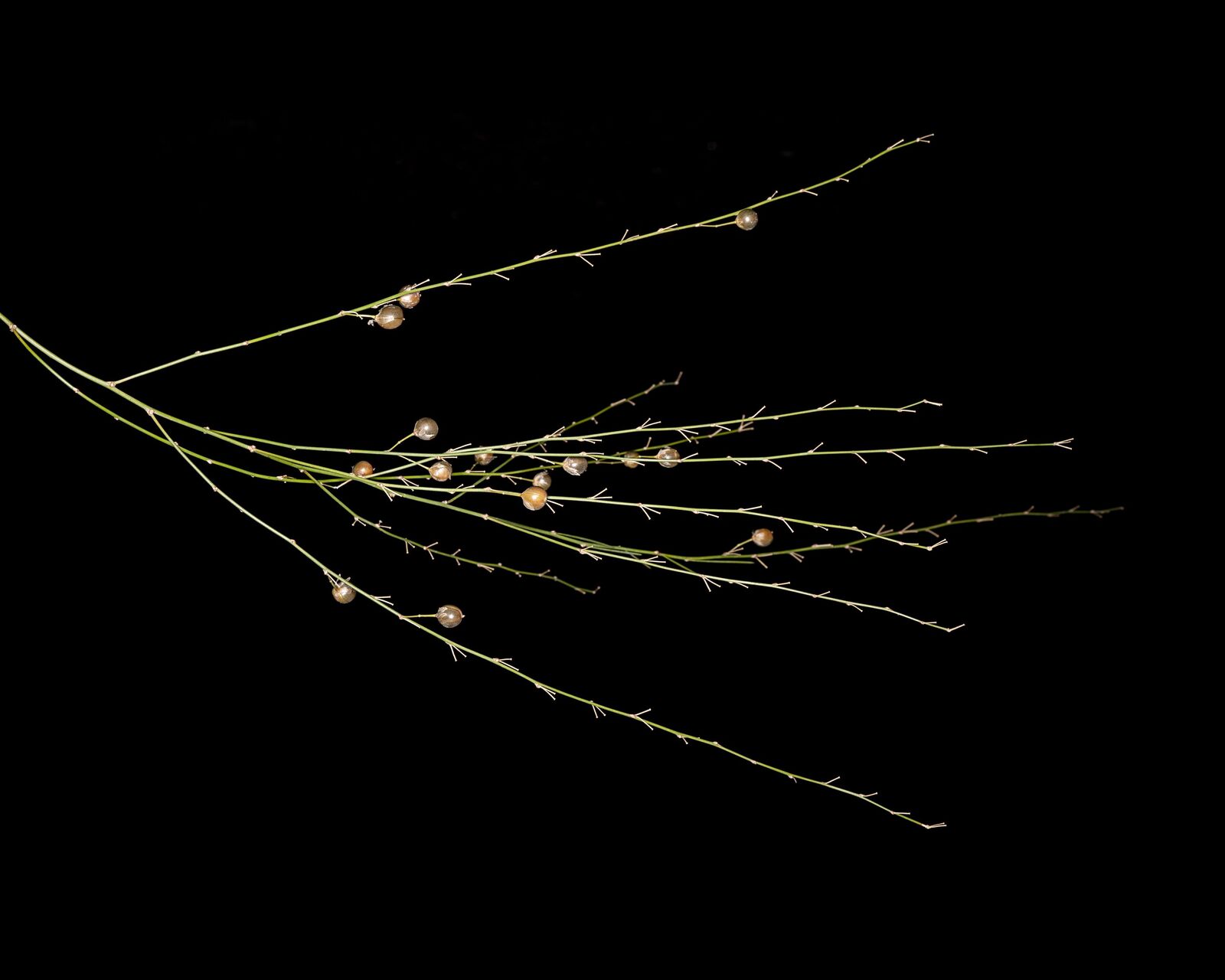 Asparagus plocamoides