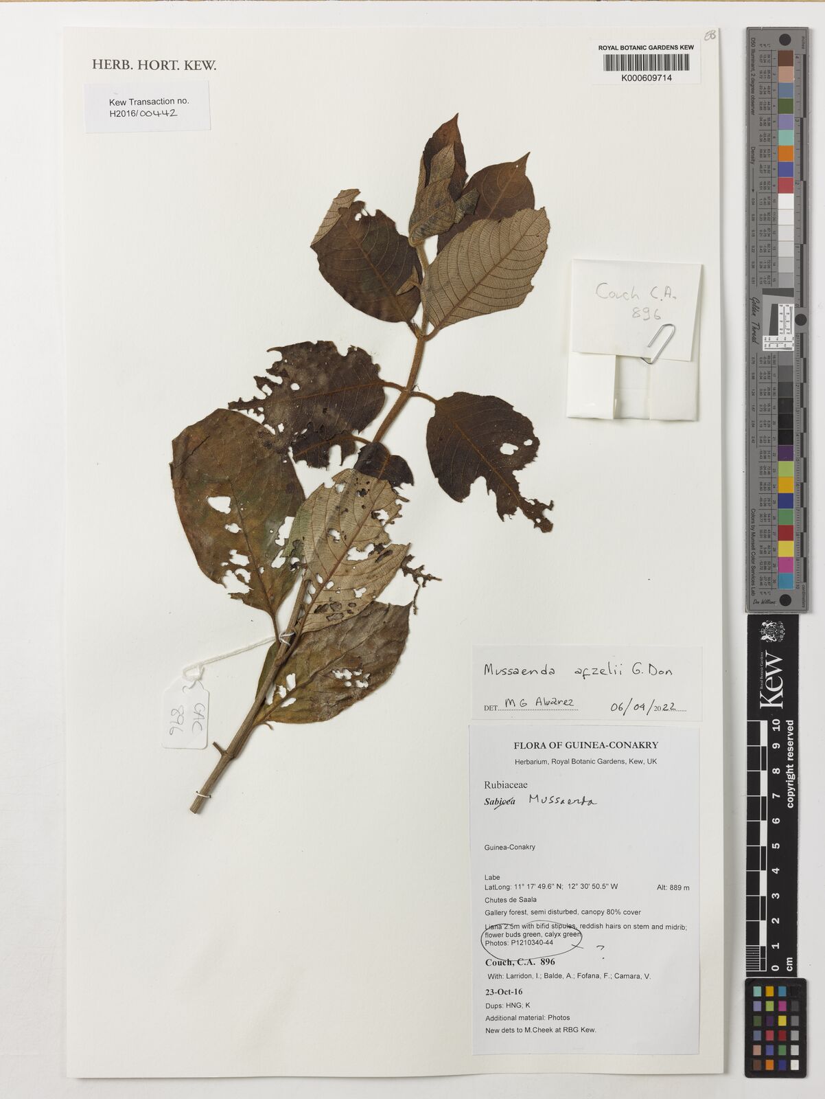 Mussaenda afzelii G.Don | Plants of the World Online | Kew Science