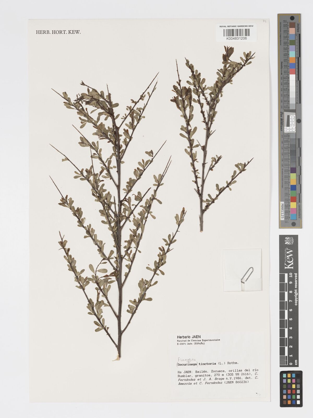 Flueggea tinctoria