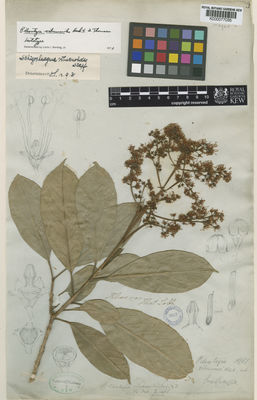 Kew Gardens K000077035:  Lobb, T. [s.n.] India