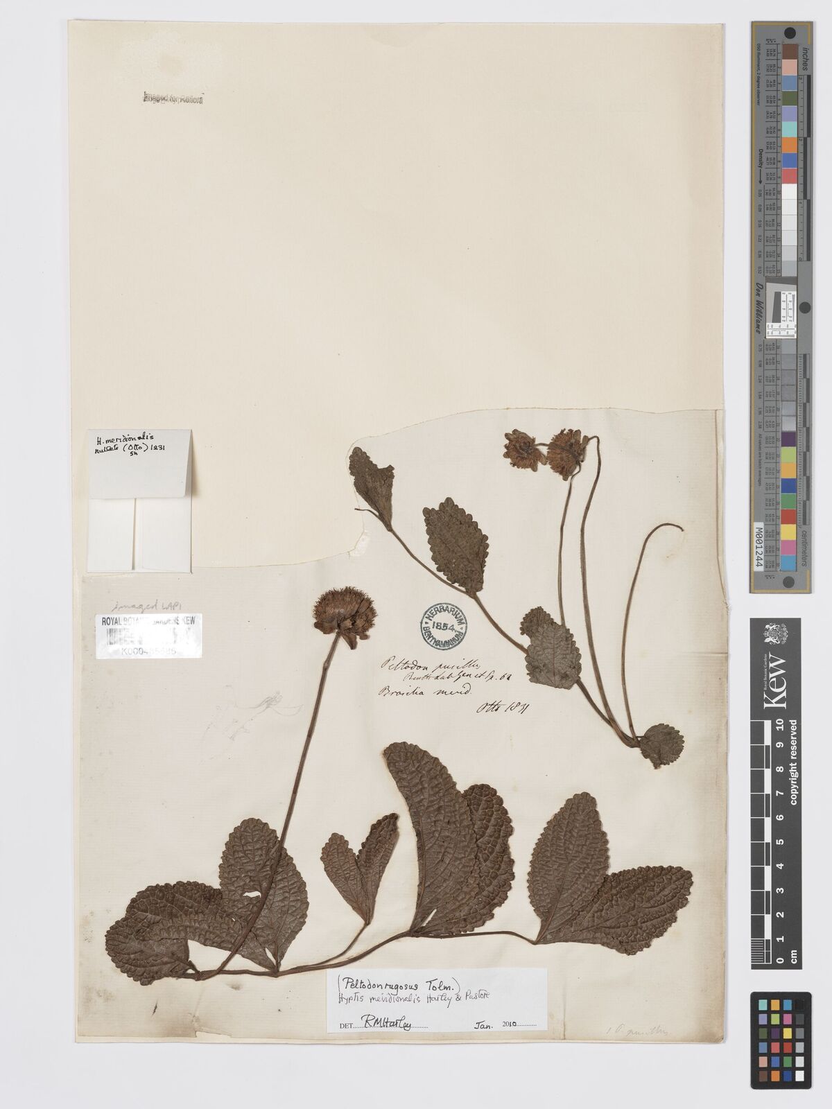 Kew Gardens K000485586:  Otto [s.n.] Brazil