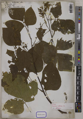 Kew Gardens K001120653:  Wallich, N. [Cat. no. 5353] Nepal