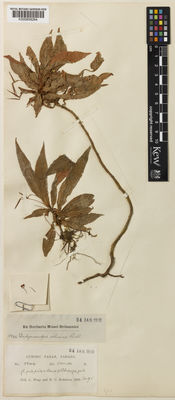 Kew Gardens K000858264:  Wray, L.; Robinson, H.C. [5544] Malaysia