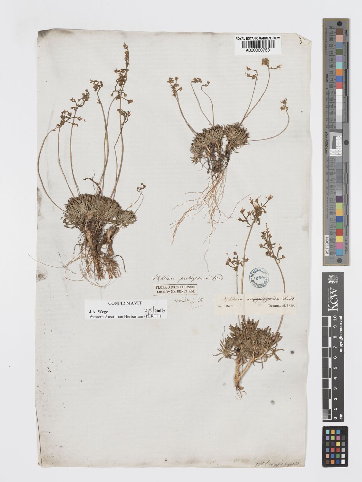 Kew Gardens K000060763:  Drummond, J. [s.n.] Australia