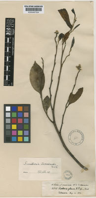 Kew Gardens K000487334:  Hohenacker, W.R.F. [2648] Peru