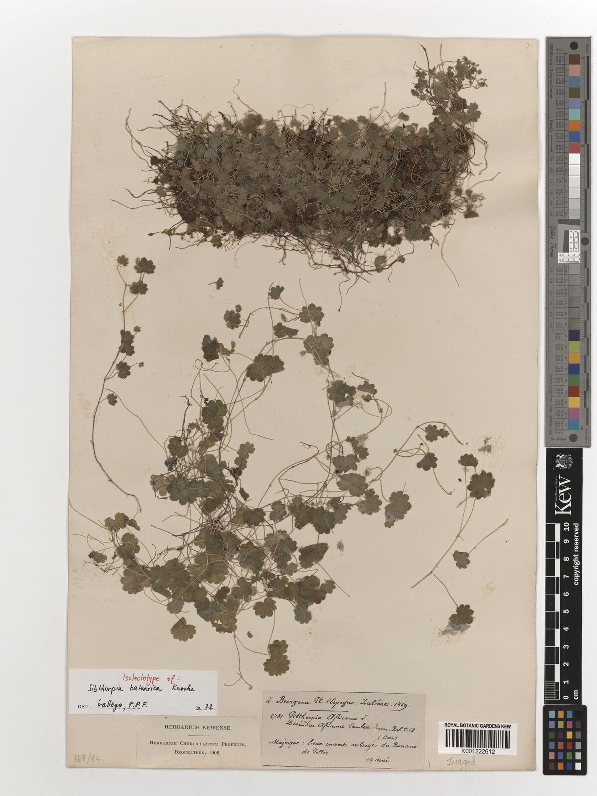 Kew Gardens K001222612:  Bourgeau, E. [2781] Spain