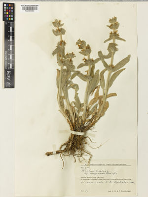 Kew Gardens K000928382:  Rechinger, K.H.; Rechinger, F. [7112]