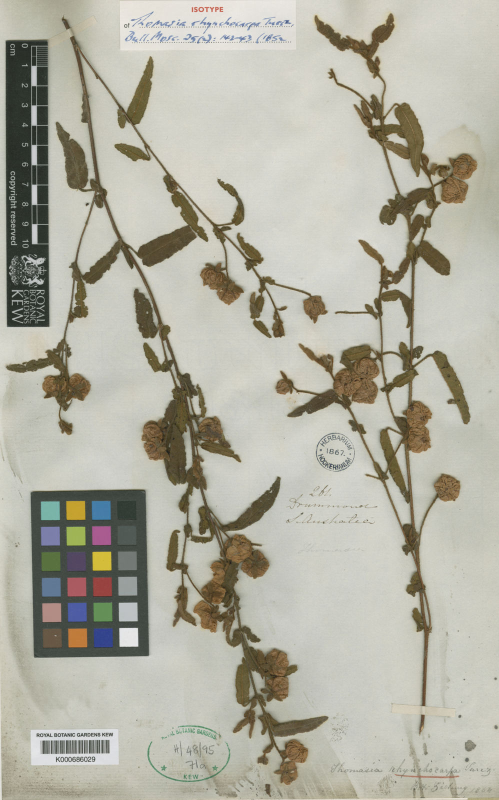 Thomasia rhynchocarpa Turcz. | Plants of the World Online | Kew Science