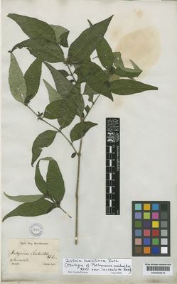 Kew Gardens K000529218:  Sellow [s.n.] Brazil