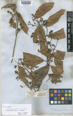 Kew Gardens K000512728:  Schomburgk, R. [549/858] Guyana