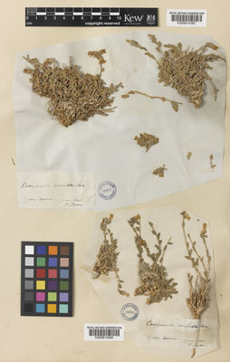 Kew Gardens K000814383:  Boissier, E. [s.n.] Syria