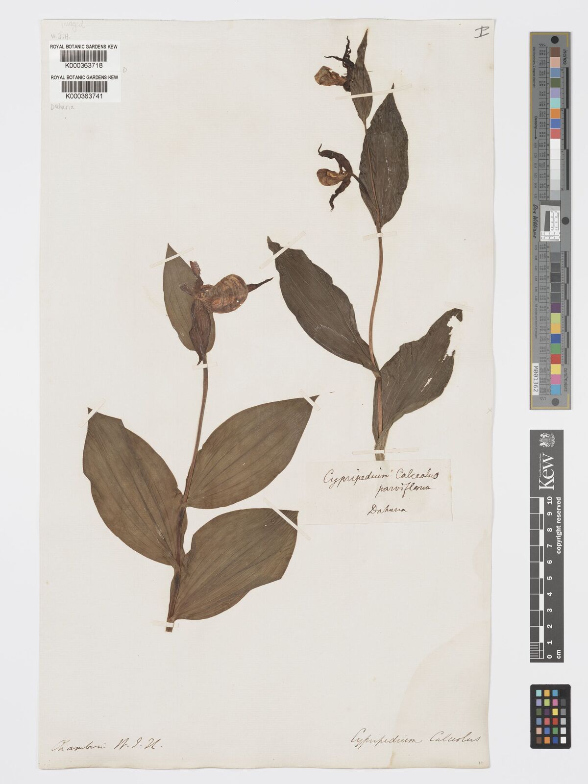 Kew Gardens K000363718:  Hooker, W.J. [s.n.]
