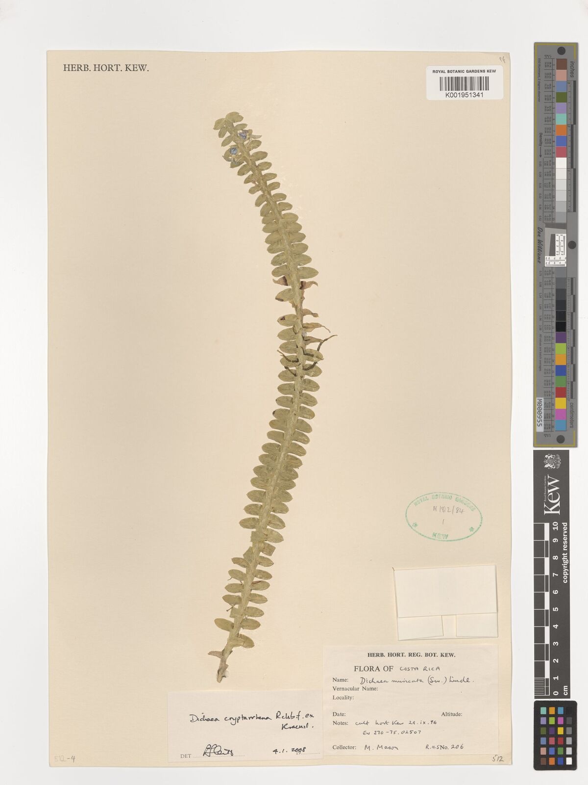 Dichaea cryptarrhena