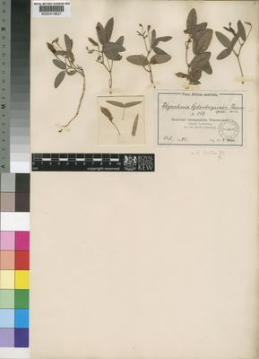 Kew Gardens K000419627:  Wilms., F. [369] South Africa