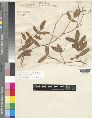 Kew Gardens K000216962:  Brown, R. [s.n.] Australia