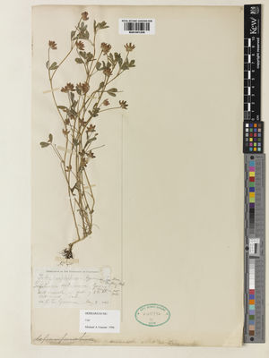 Kew Gardens K001051249:  Greene, E.L. [s.n.] United States