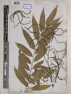 Kew Gardens K001109080:  s.coll. [Cat. no. 36]