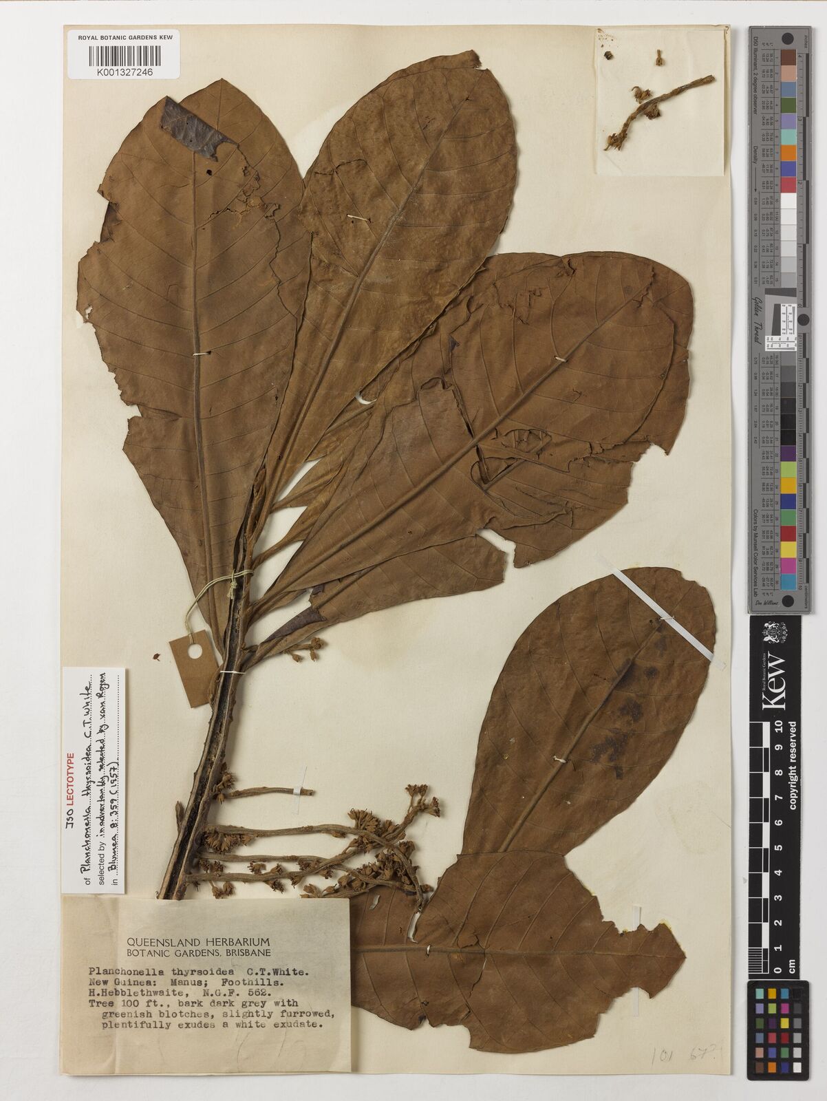 Kew Gardens K001327246:  Hebblethwaite, H. [NGF 562] Papua New Guinea