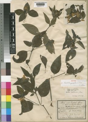 Kew Gardens K000393976:  Schweinfurth, G. [2155] Sudan