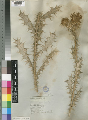 Kew Gardens K000377607:  Drege [s.n.] South Africa