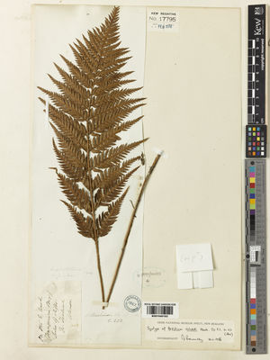 Kew Gardens K001040183:  Colenso, W. [s.n.] New Zealand