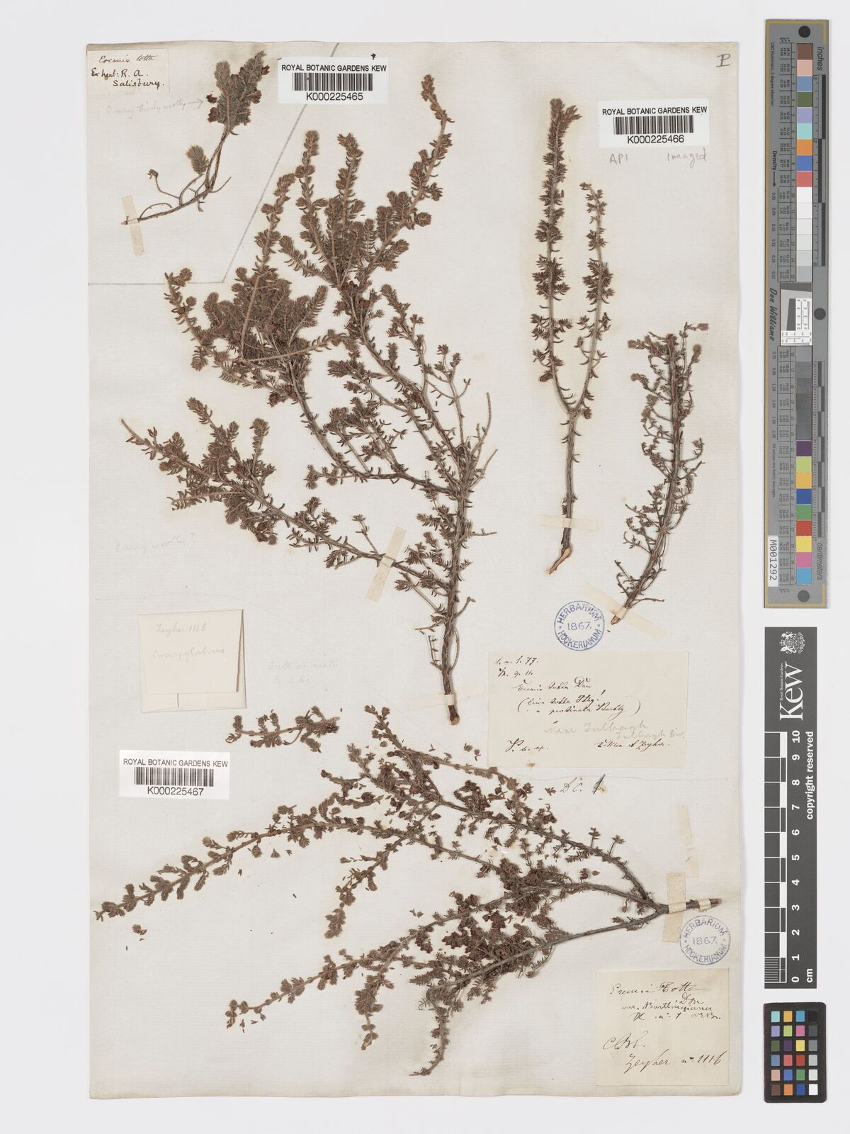 Kew Gardens K000225465: Kew Gardens K000225465:
