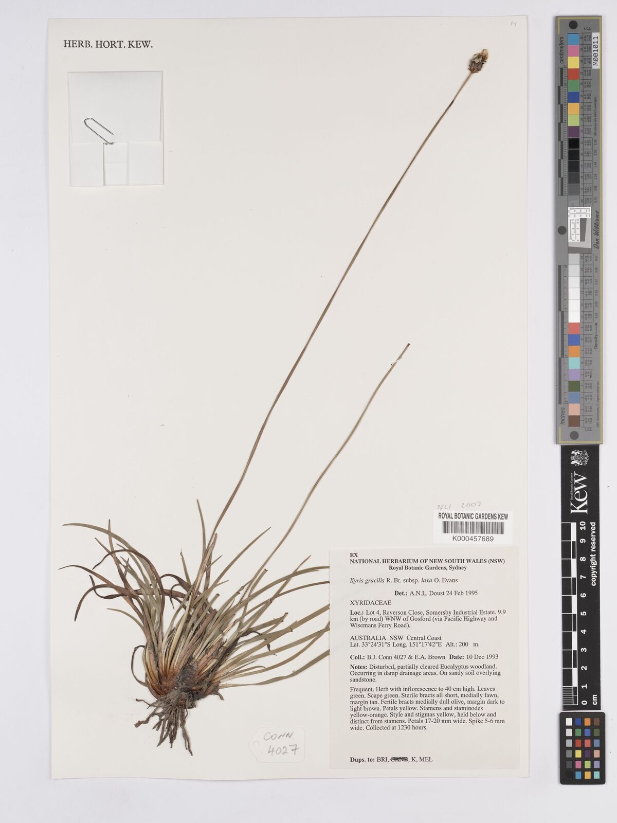 Kew Gardens K000457689:  Conn, B.J.; Brown, E.A. [4027] Australia