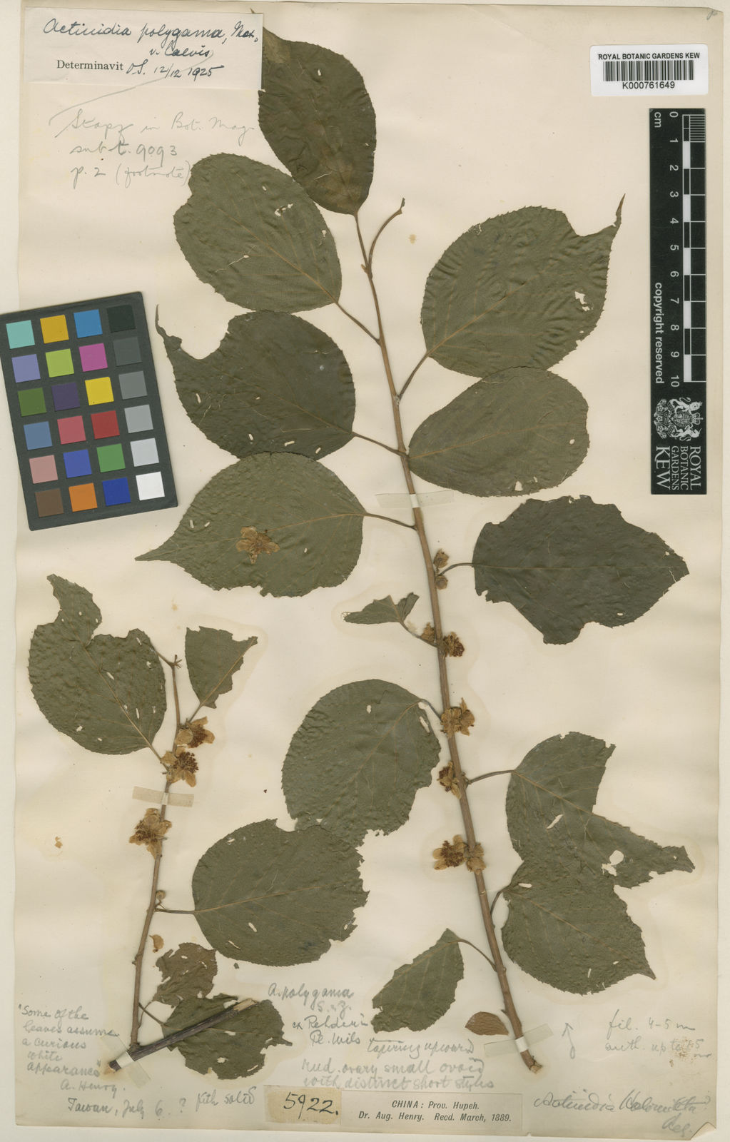 Actinidia Polygama (Siebold & Zucc.) Planch. Ex Maxim. | Plants Of The ...