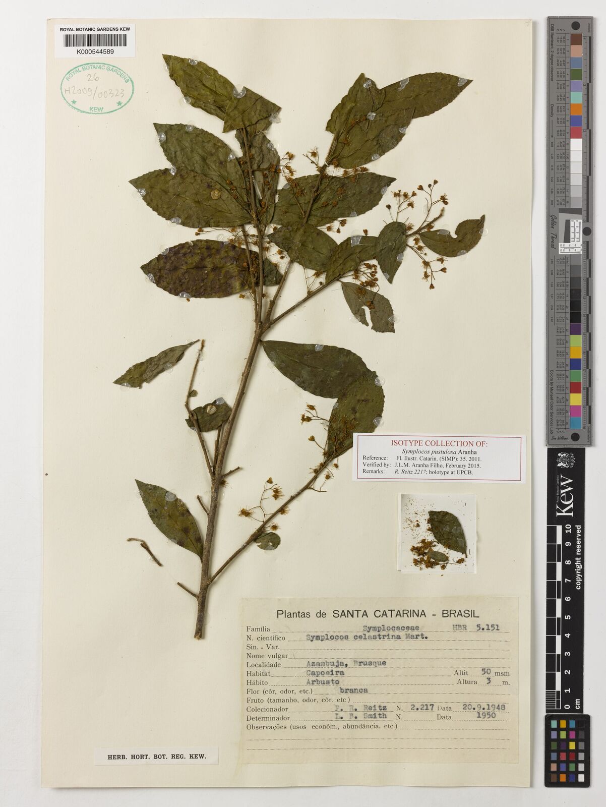 Kew Gardens K000544589:  Reitz, P.R. [2217] Brazil
