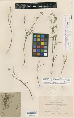 Kew Gardens K000583013:  Howell, J.T. [8604] Ecuador