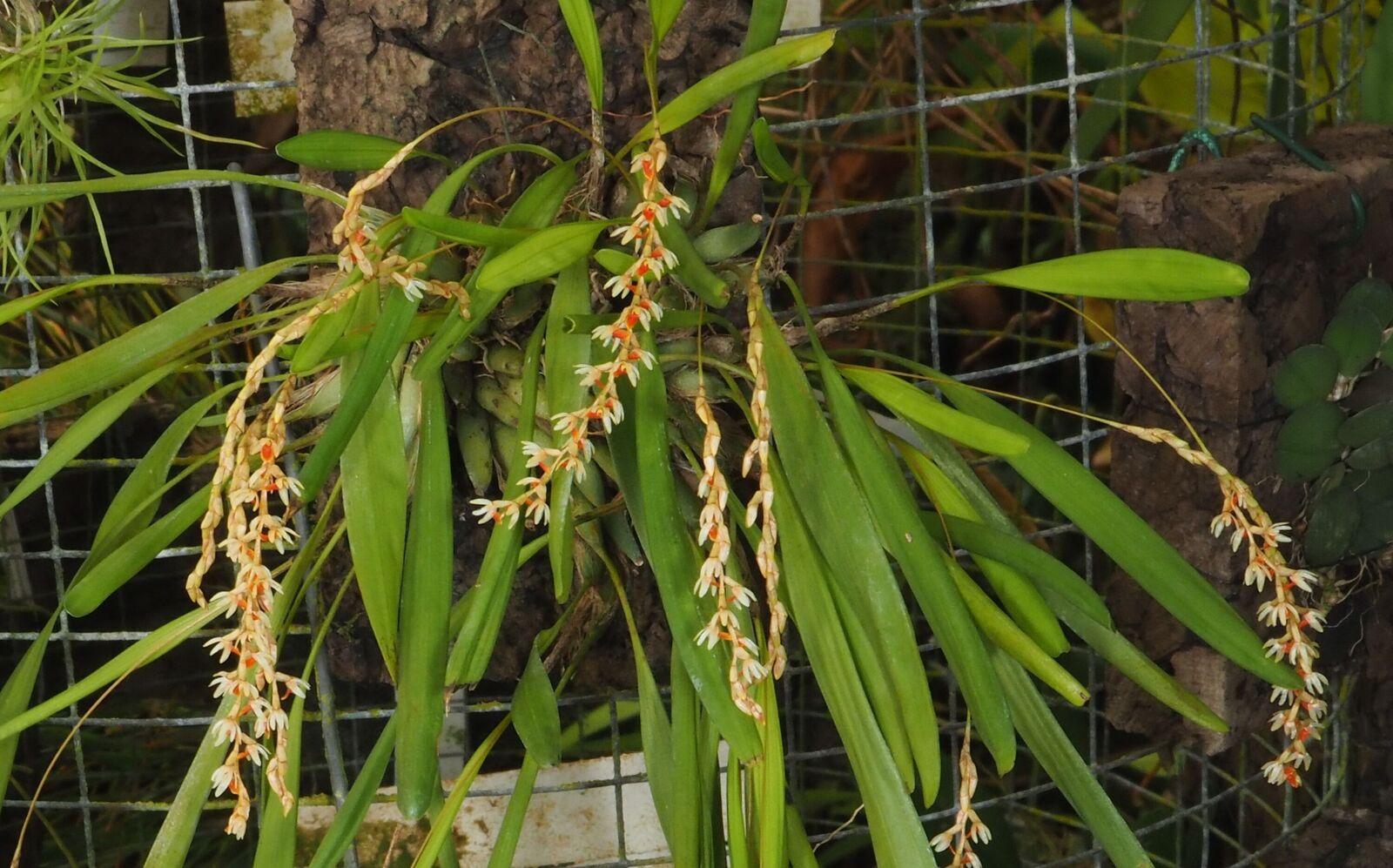Dendrochilum apoense