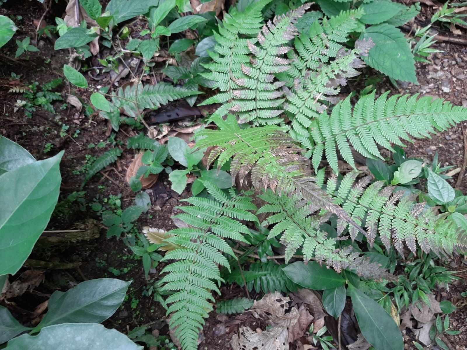 Thelypteris oligocarpa (Humb. & Bonpl. ex Willd.) Ching | Plants of the ...