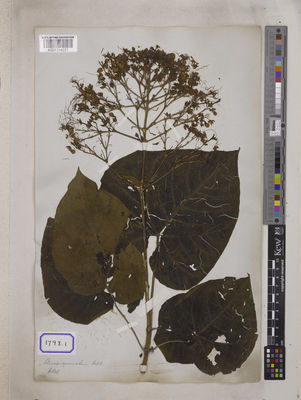 Kew Gardens K001114221:  s.coll. [Cat. no. 1798]