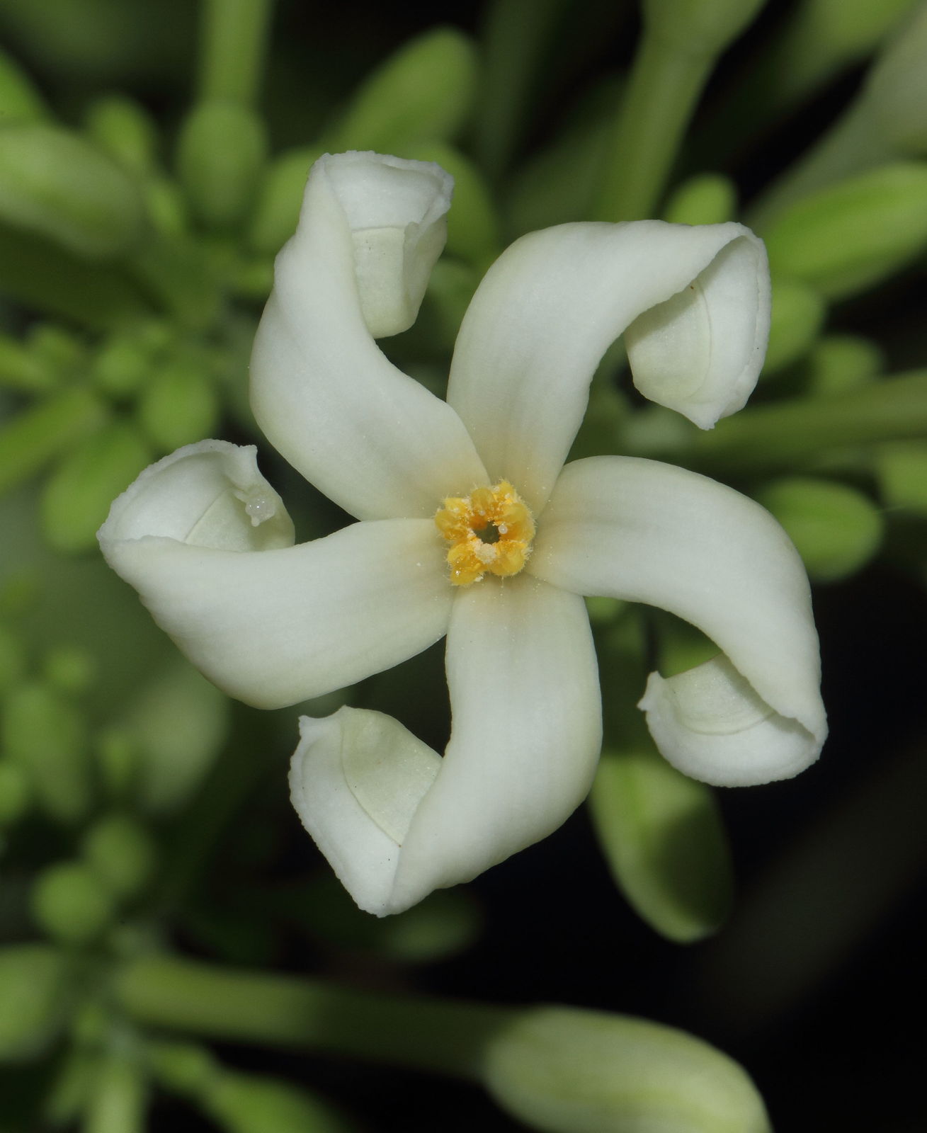 Carica papaya L. | Plants of the World Online | Kew Science