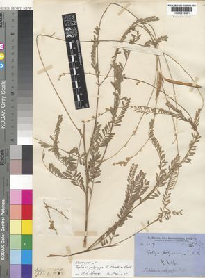 Kew Gardens K000216981:  Brown, R. [s.n.] Australia