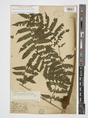Kew Gardens K001765339:  s.coll. [202] Ecuador