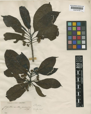 Kew Gardens K000704735:  s.coll. [s.n.] Indonesia