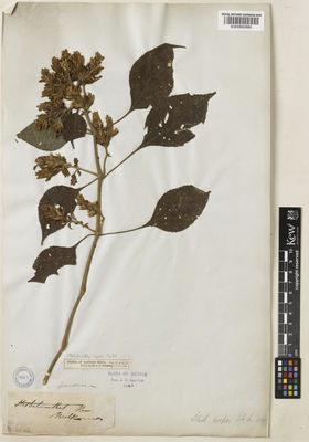 Kew Gardens K000882880:  Gardner, G. [s.n.] India