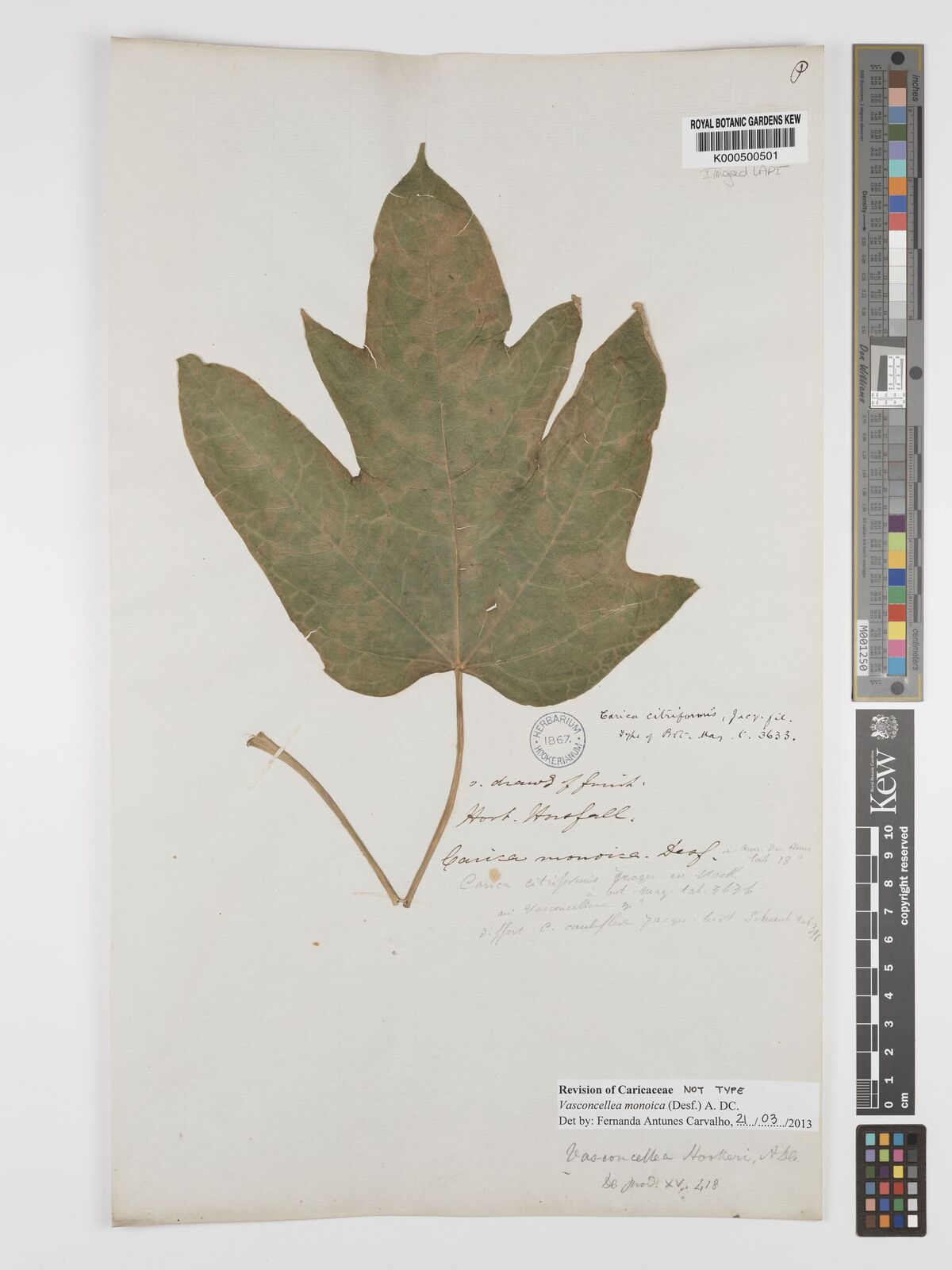 Kew Gardens K000500501:  s.coll. [s.n.]