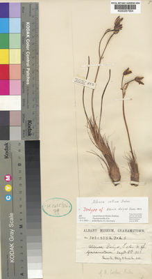 Kew Gardens K000257304:  Daly, M.; Sole, M. [503=333] South Africa