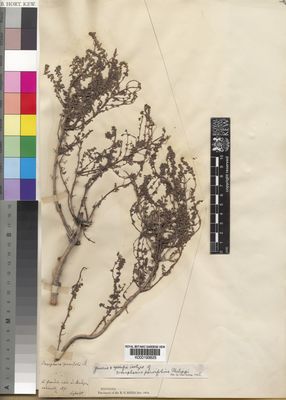 Kew Gardens K000193625:  Leybold, F. [s.n.] Argentina